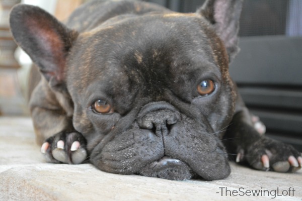 Chewie aka Scrap Manager at The Sewing Loft