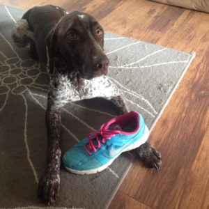 Dog with shoe