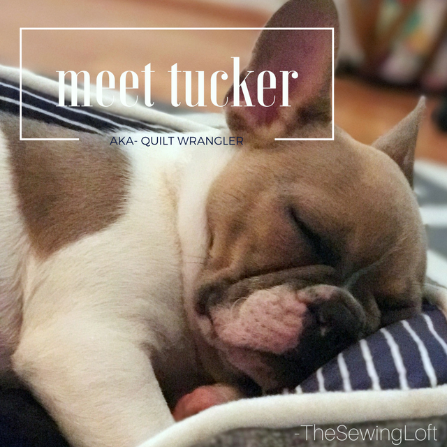 Meet Tucker, the newest member of The Sewing Loft team. This little Frenchie loves to snuggle, track down every last inch of fabric and help me bind quilts in his spare time. He has been officially named the quilt wrangler.