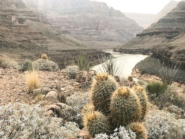 Cactus Inspiration from the Grand Canyon